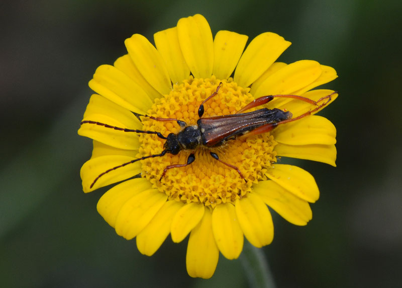 Oedemeridae. No. Cerambycidae:  Stenopterus rufus